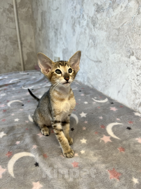 Кошки в Ярославле: Бронирование  Мальчик, 1 руб. - фото 5