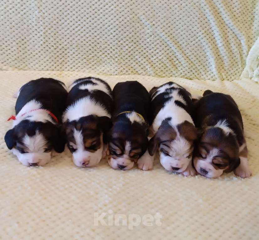 Собаки в других городах Московской области: Щенки бигля. Питомник РКФ. Девочка, 80 000 руб. - фото 2