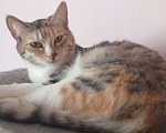 Кошки в Верхнем Уфалее: Кошка Девочка, Бесплатно - фото 7