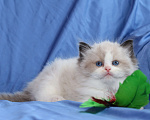 Кошки в Санкт-Петербурге: Рэгдолл мальчик Мальчик, 80 000 руб. - фото 2