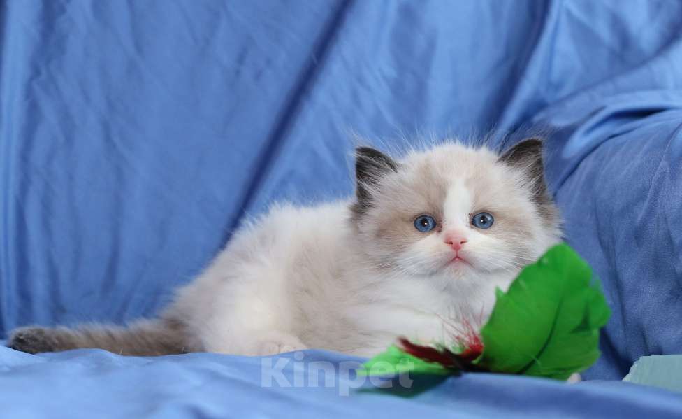 Кошки в Санкт-Петербурге: Рэгдолл мальчик Мальчик, 80 000 руб. - фото 2