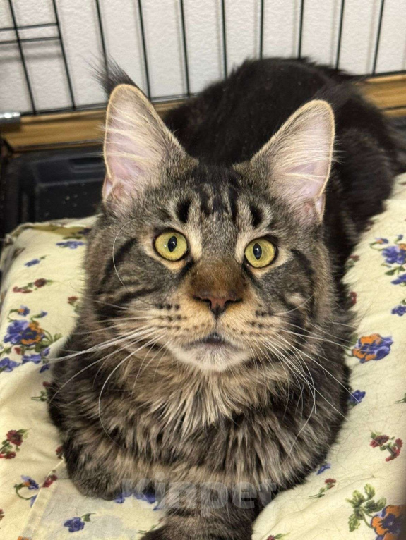 Кошки в Москве: Красавец кот Сатурн в добрые руки  Мальчик, Бесплатно - фото 1