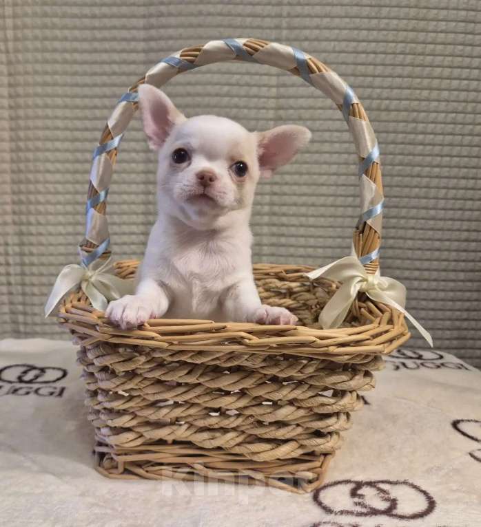 Собаки в Москве: Щенок чихуахуа мальчик Мальчик, 50 000 руб. - фото 1