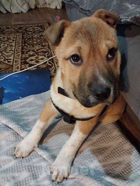 Собаки в Новом Уренгое: Продам щенка  Девочка, Бесплатно - фото 1