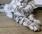 Кошки в Астрахани: Котята мейн-кун Разнополые, 20 000 руб. - фото 7