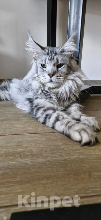 Кошки в Астрахани: Котята мейн-кун Разнополые, 20 000 руб. - фото 7