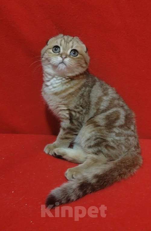 Кошки в Москве: Золотая мраморная кошечка Девочка, 10 000 руб. - фото 4