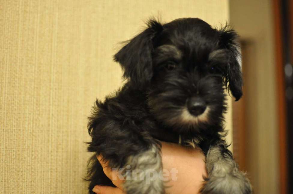 Собаки в Москве: Щенок цвергшнауцера, мальчик. Мальчик, 50 000 руб. - фото 1