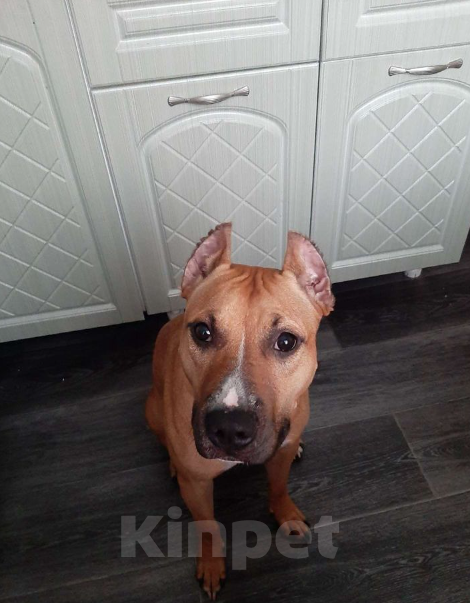 Собаки в Нефтеюганске: Отдам собаку в хорошие руки  Девочка, 10 руб. - фото 2