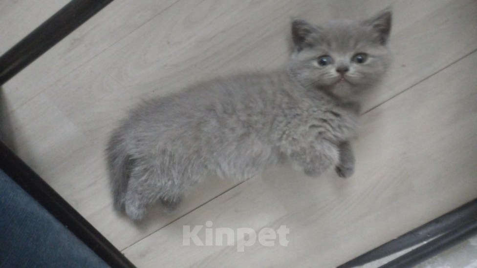 Кошки в Хабаровске: Продам котят Разнополые, 6 000 руб. - фото 1