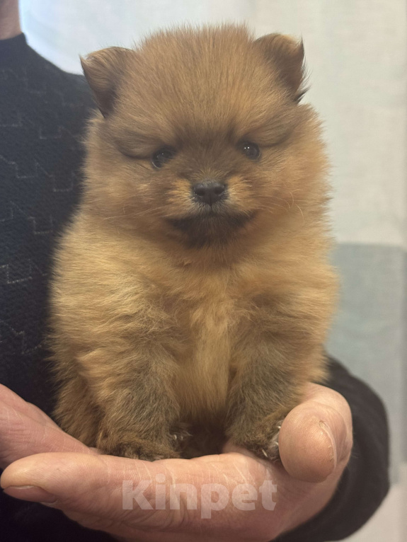 Собаки в других городах Алтайского края: Мальчик Чарли Мальчик, 35 000 руб. - фото 1