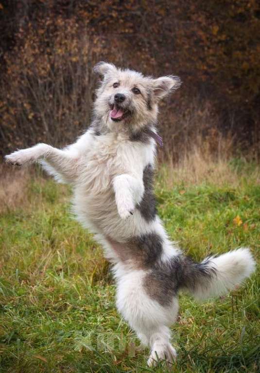 Собаки в Москве: Очаровательный небольшой бородатик Фанни в добрые руки Девочка, 1 руб. - фото 3