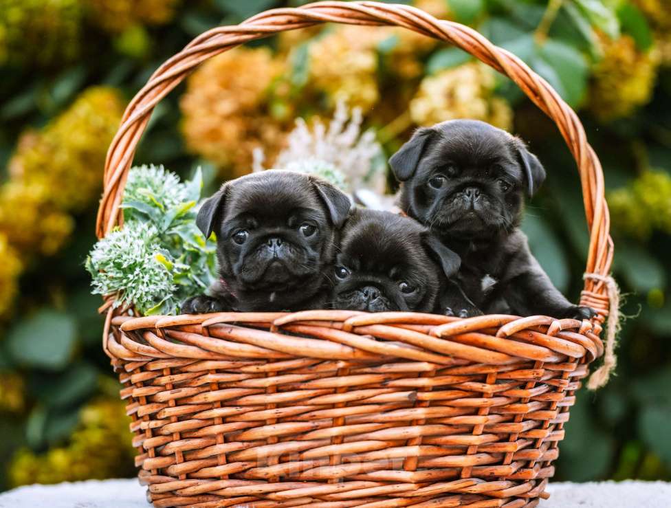 Собаки в Новосибирске: Мопс Сильвана Ветрокрылая Девочка, 60 000 руб. - фото 9