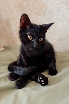 Котенок Беньямин ищет дом