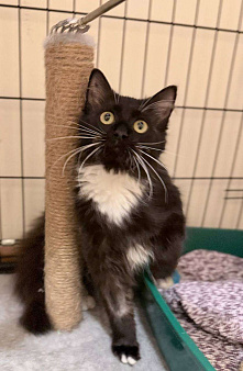 Котенок в поисках дома