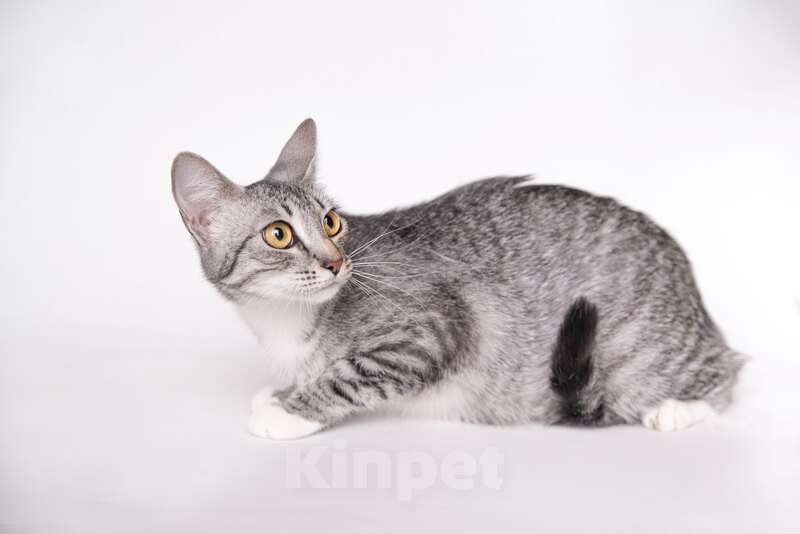 Кошки в Москве: Красавица-кошка снежного окраса Александра в дар Девочка, 1 руб. - фото 2