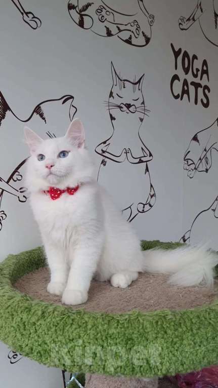 Кошки в Новосибирске: Aramis Мальчик, 50 000 руб. - фото 5