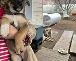 Собаки в Екатеринбурге: Отдам щенков в добрые руки Мальчик, 1 руб. - фото 2
