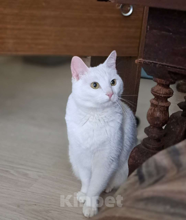 Кошки в Москве: Белоснежная Вита мечтает о доме Девочка, Бесплатно - фото 6