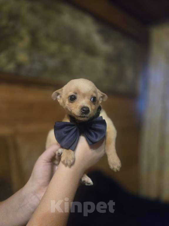 Собаки в Казани: Чихуа 3 мес. Мальчик, 25 000 руб. - фото 3