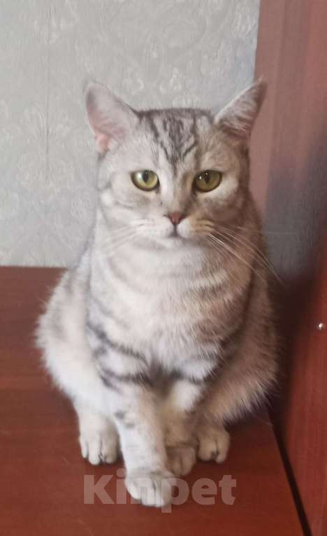 Кошки в других городах Московской области: Ляля для ответственного и заботливого человека Девочка, Бесплатно - фото 1