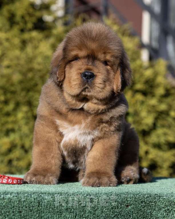 Собаки в Москве: Шикарный мальчик в экстремальном типе Мальчик, 350 000 руб. - фото 3