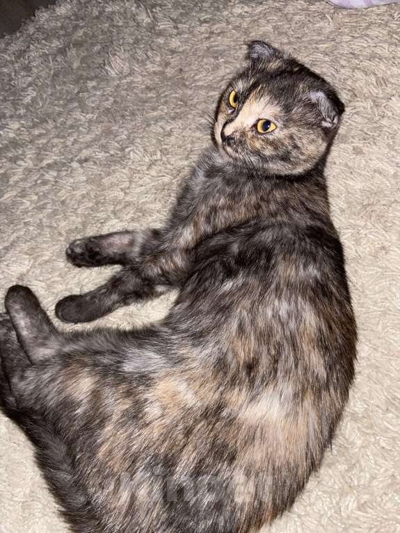 Кошки в Пскове: Шотландская вислоухая кошка Девочка, Бесплатно - фото 5