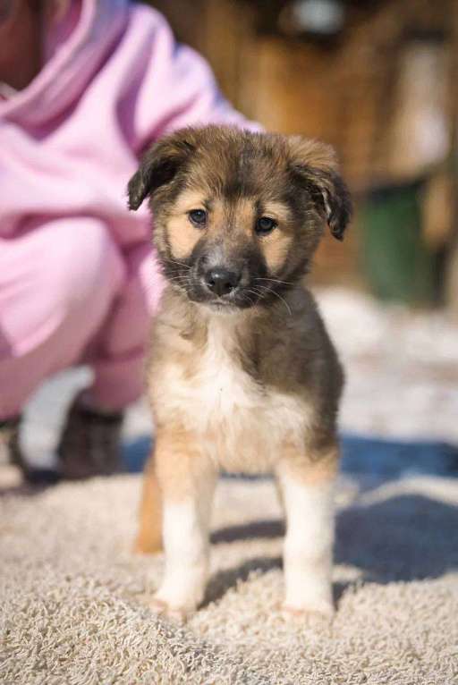 Собаки в Красногорске: Паго Мальчик, Бесплатно - фото 1