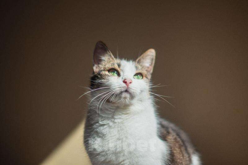 Кошки в Москве: Очаровательная Ария ищет дом.  Девочка, Бесплатно - фото 5