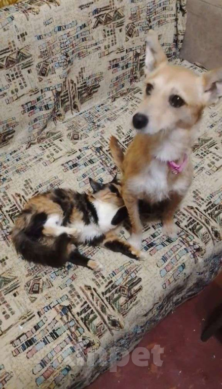 Собаки в Москве: Маленькая собачка в поисках дома! Девочка, Бесплатно - фото 4