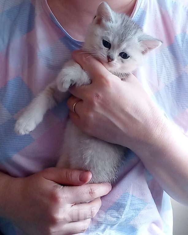 Кошки в Павловском Посаде: Шотландские вислоухие  и прямоухие котята Разнополые, 10 000 руб. - фото 1