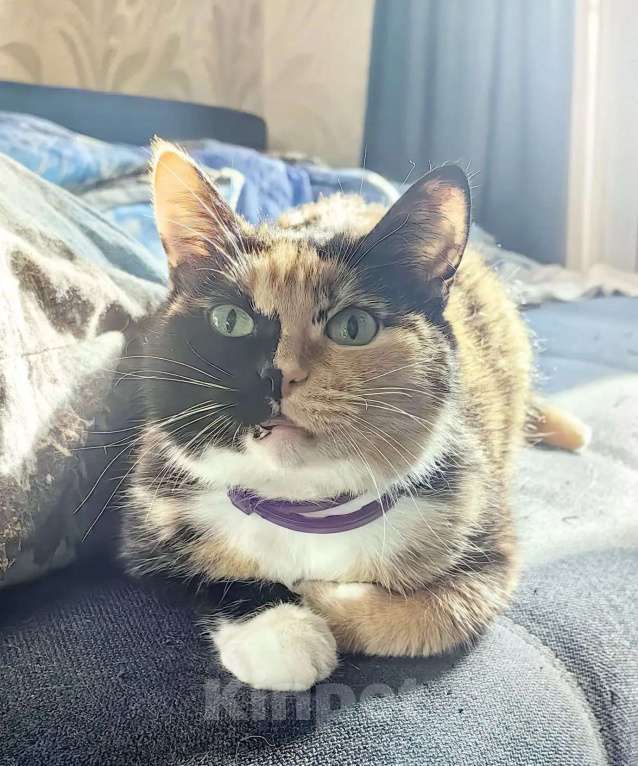 Кошки в Москве: красотка Мотя ждет свою семью Девочка, Бесплатно - фото 4