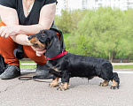 Собаки в Москве: Щенок таксы миниатюрной жесткошерстной Мальчик, Бесплатно - фото 8