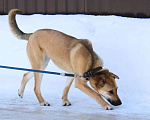 Собаки в Воскресенске: Кира ищет свою семью❤ Девочка, Бесплатно - фото 5