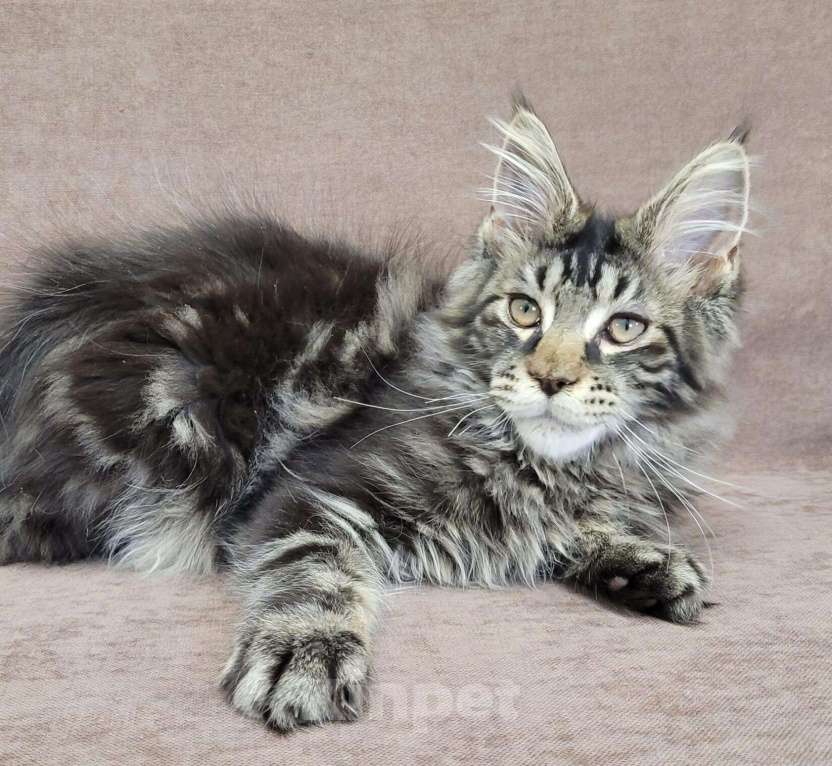 Кошки в Всеволожске: Мейн-кун Arlo-З Raksi Line Мальчик, Бесплатно - фото 3