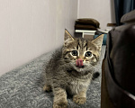 Кошки в Домодедово: Котята в добрый руки  Мальчик, 100 руб. - фото 7