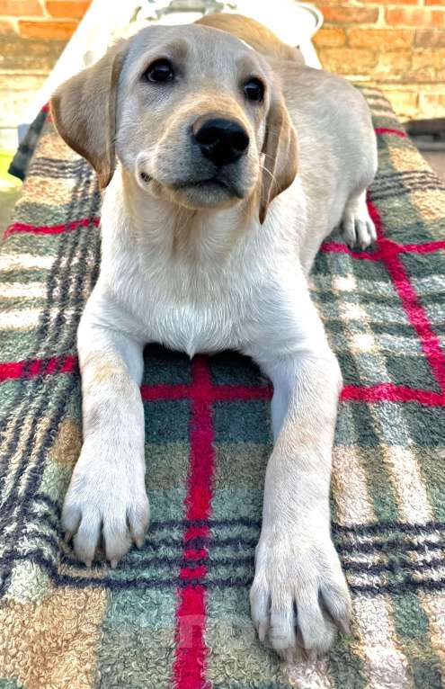 Собаки в Краснодаре: Щенки лабрадора палевые Мальчик, 25 000 руб. - фото 9