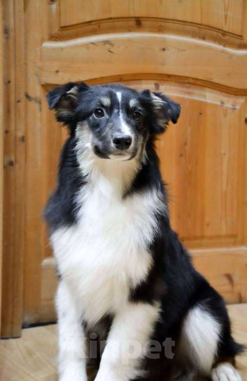 Собаки в Москве: Австралийская Овчарка Аусси щенок  Мальчик, 25 000 руб. - фото 3