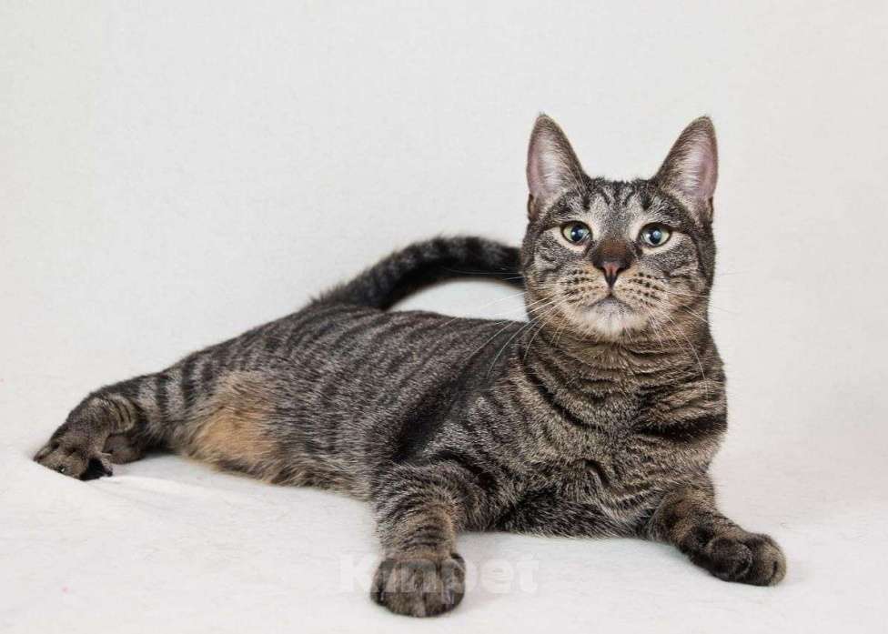 Кошки в Москве: Алиса ищет семью  Девочка, Бесплатно - фото 3