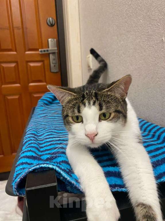 Кошки в Коломне: Емеля в поисках дома Мальчик, Бесплатно - фото 7