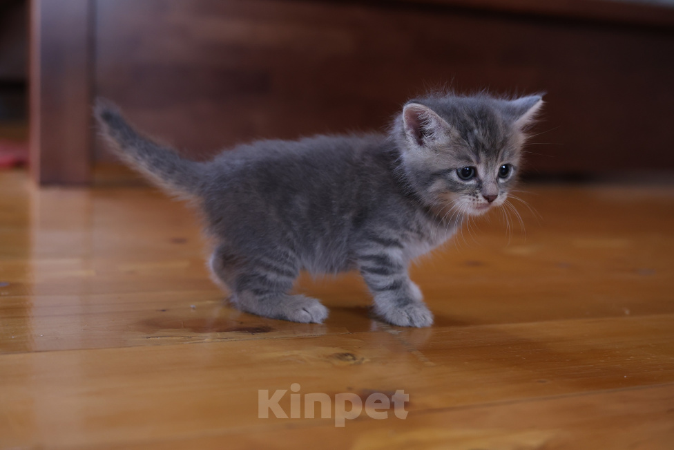 Кошки в Екатеринбурге: Шотландские прямоухие короткошёрстные котята Разнополые, 2 500 руб. - фото 7