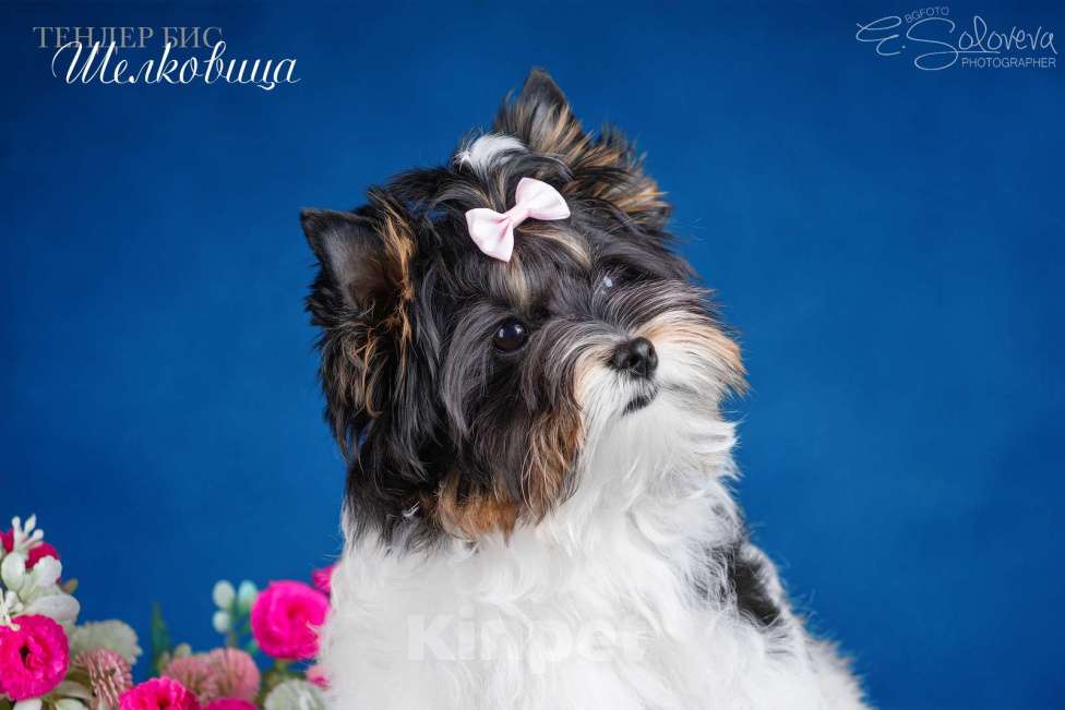 Собаки в Санкт-Петербурге: Бивер терьер Девочка, 80 000 руб. - фото 2