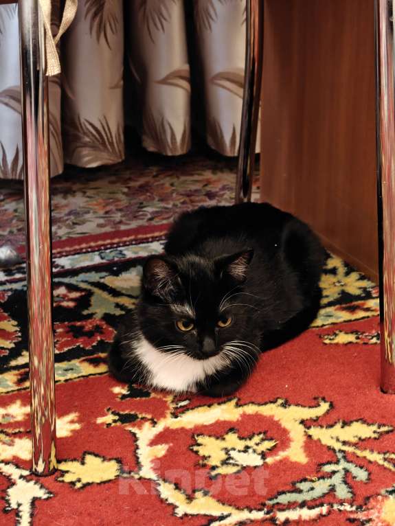 Кошки в Москве: Фросе нужен дом Девочка, Бесплатно - фото 4