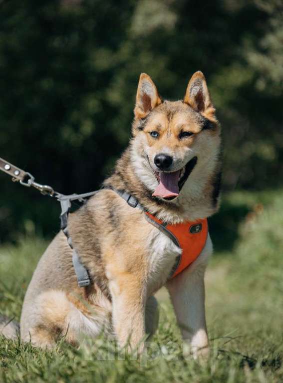 Собаки в Москве: Разноглазый рыжий пёс Гера в дар Мальчик, 1 руб. - фото 3