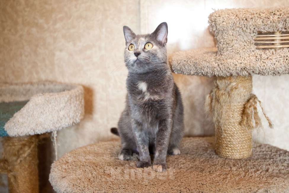 Кошки в Москве: Кошка голубо-кремового окраса в добрые руки  Девочка, Бесплатно - фото 7