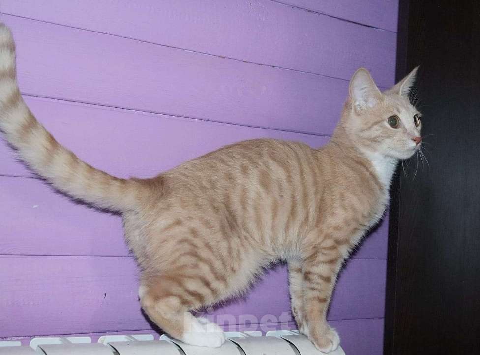 Кошки в Москве: Персик ищет семью Мальчик, Бесплатно - фото 3