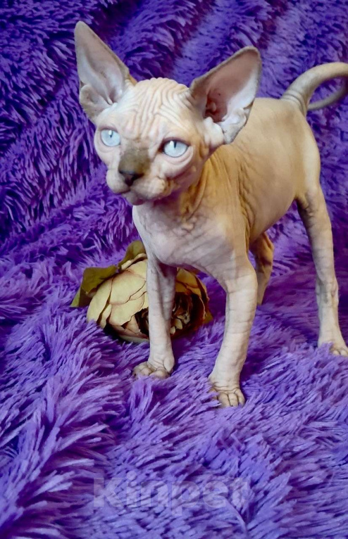 Кошки в Москве: Топовый котёнок канадского сфинкса Мальчик, 35 000 руб. - фото 4