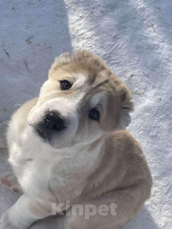 Собаки в Москве: Среднеазиатская овчарка, алабай, щенок Девочка, Бесплатно - фото 3