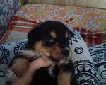 Собаки в Барнауле: продаю щенка! Мальчик, Бесплатно - фото 2