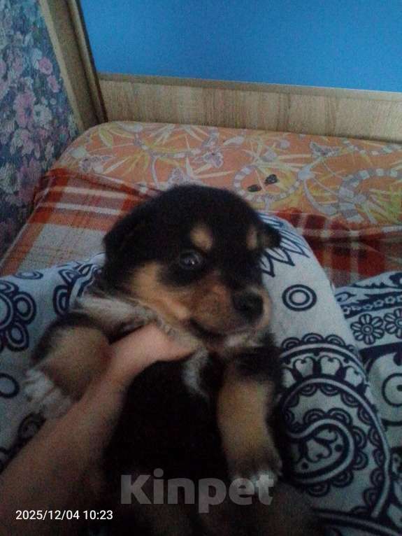 Собаки в Барнауле: продаю щенка! Мальчик, Бесплатно - фото 2